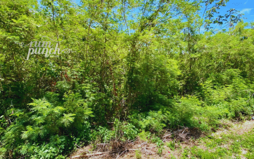 4.9 Acres – Prime Highway Frontage Land Near Corozal Border