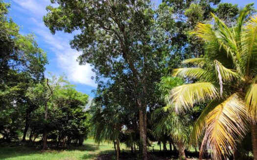 Prime Lot for Sale in Consejo Shores – Close to Smuggler’s Den & Minutes from the Sea!