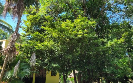 Prime Lot for Sale in Consejo Shores – Close to Smuggler’s Den & Minutes from the Sea!